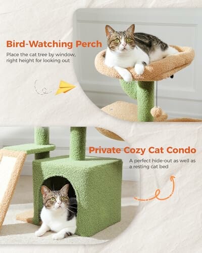 Cat on a perch and in a cozy condo on a cat tree.